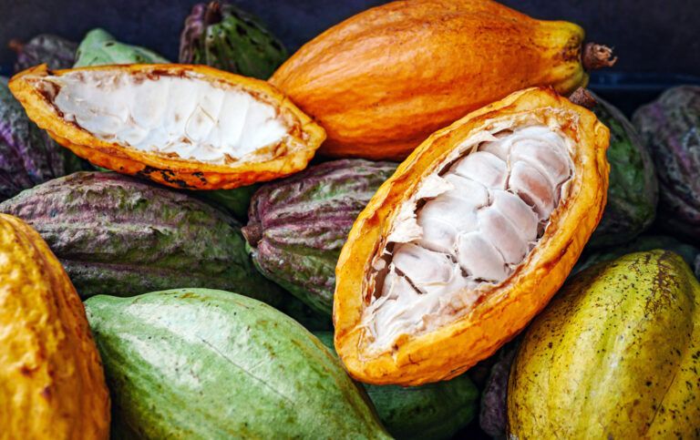 cocoa pods