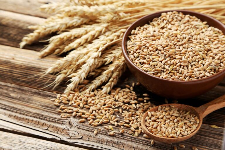 durum wheat