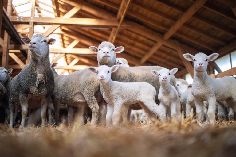 U.S. lamb