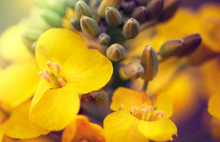 canola