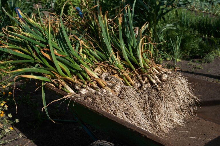 garlic