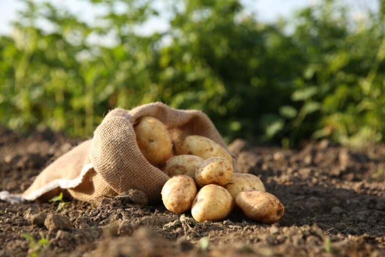 maris piper potatoes