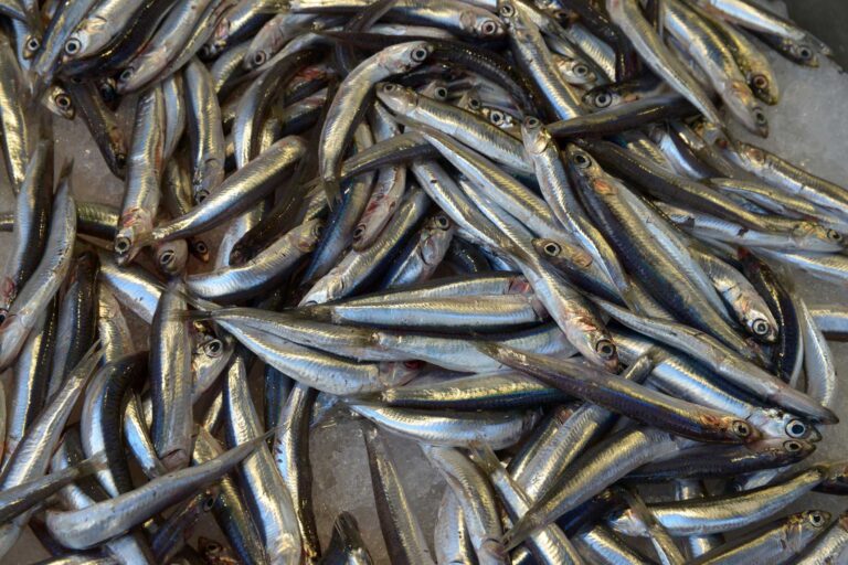 anchovies