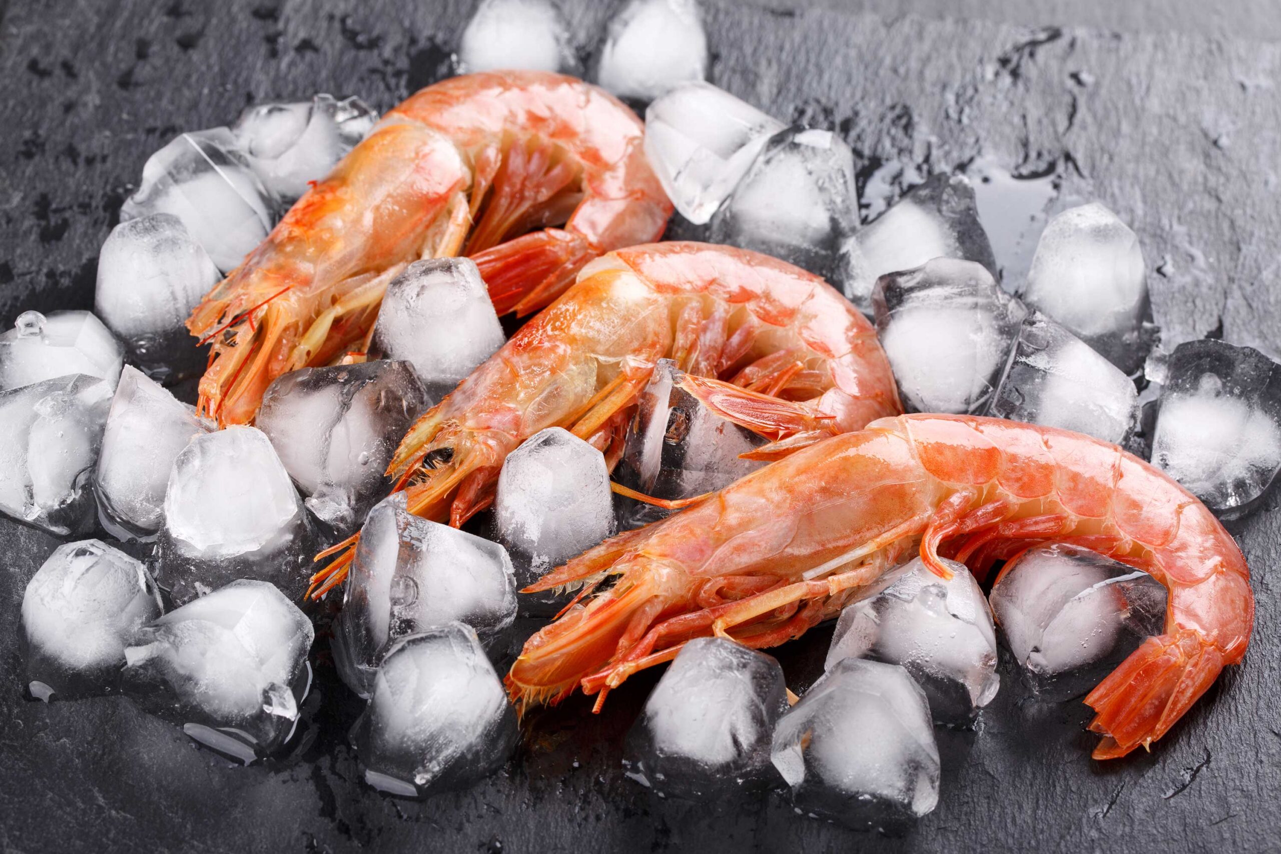 argentina red shrimp