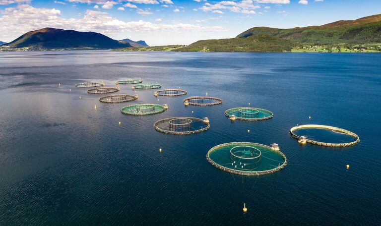 norwegian atlantic salmon