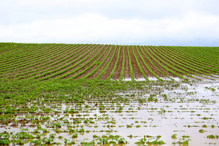 flooded crops