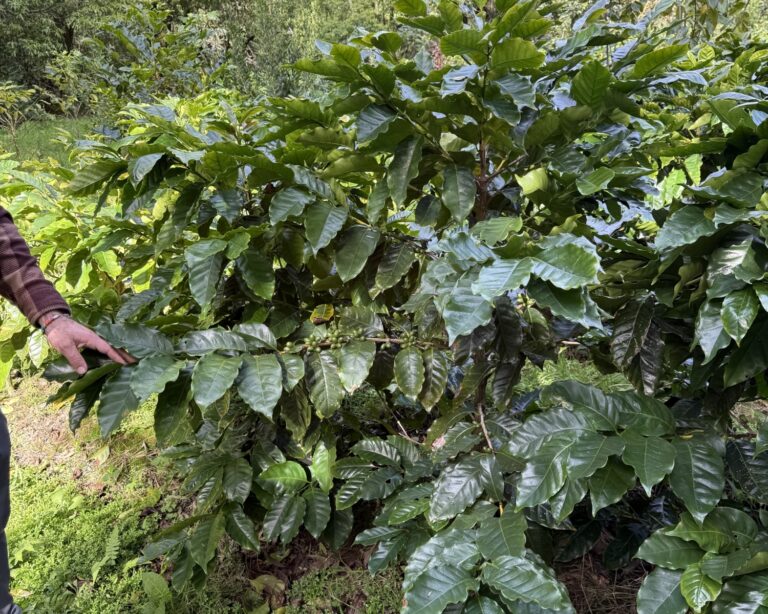 Pete’s Volcanic Coffee