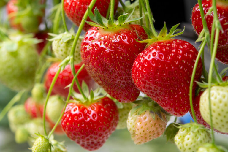 EU Strawberries
