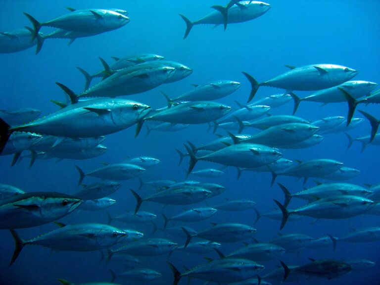 Tuna