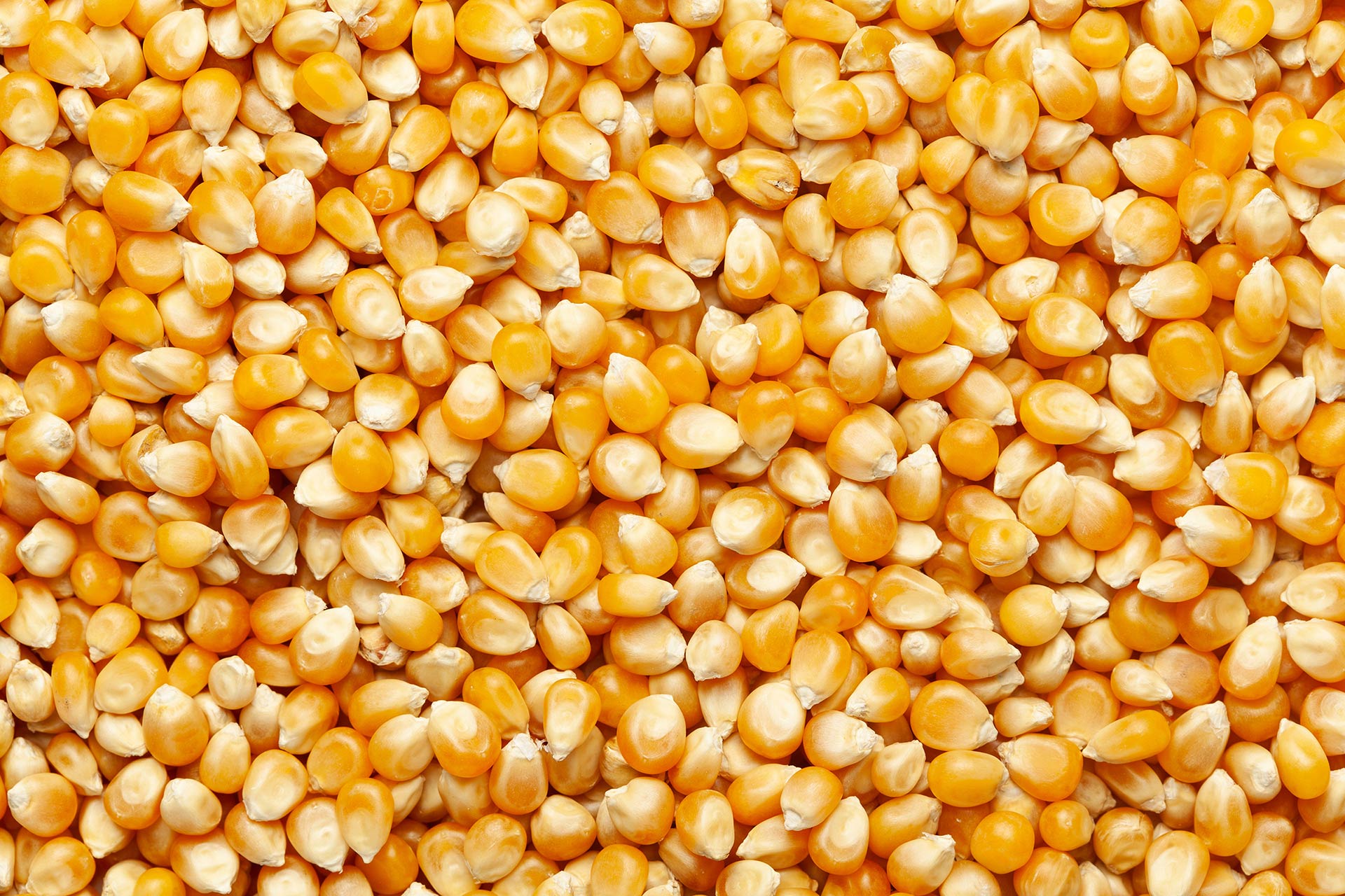 Close-up of yellow corn kernels, representing global corn production and commodity price trends.